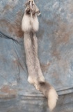 PLATINUM FOX FUR SKIN TAXIDERMY