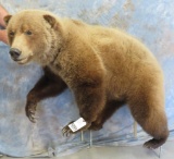 LIFESIZE GRIZZLY BEAR TAXIDERMY