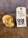 VERVET MONKEY SKULL  TAXIDERMY