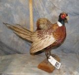 PHEASANT TAXIDERMY
