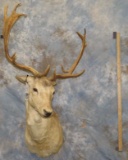FALLOW DEER SH MT TAXIDERMY