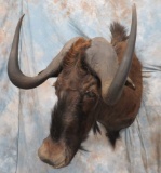 BLACK WILDEBEEST SH MT TAXIDERMY