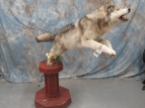 LIFESIZE WOLF TAXIDERMY