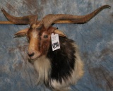 CATALINA GOAT SH MT  TAXIDERMY