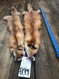 2 BEAUTIFUL RED FOX FURS (2X$) TAXIDERMY