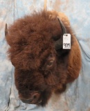 AMERICAN BUFFALO SH MT  TAXIDERMY