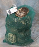 BAG OF 30 TURTLE SHELLS (ONE$)  TAXIDERMY