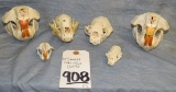 6 SMALL SKULLS (6x$)  TAXIDERMY