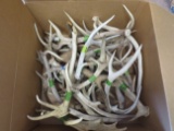 BOX OF 30LBS OF ANTLERS  TAXIDERMY