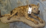 FULL BODY SPOTTED HYENA TAXIDERMY