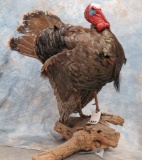 LIFESIZE TURKEY TAXIDERMY