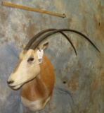 SCIMITAR HORNED ORYX (TX RES) TAXIDERMY