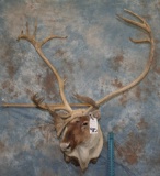CARIBOU SH MT  TAXIDERMY