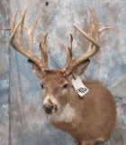 NICE 17 PT WHITETAIL SH MT TAXIDERMY