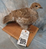 LIFESIZE SRUCE GROUSE ON BASE  TAXIDERMY