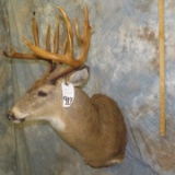 WHITETAIL SH MT TAXIDERMY