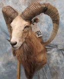 RED SHEEP SH MT TAXIDERMY