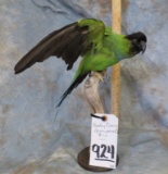 NANDAY CONURE (GREEN PARROT)