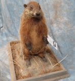 LIFESIZE GROUND HOG  TAXIDERMY
