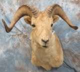 OLD ALASKAN DALL SHEEP MT TAXIDERMY