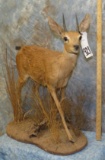 STEINBOK TAXIDERMY