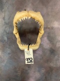 GIANT SHARK JAWS  TAXIDERMY