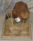 LIFESIZE BEAVER TAXIDERMY