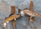 MALE AND FEMALE WALLEYE FISH MTS (2x$)  TAXIDERMY