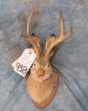 VINTAGE JACK A LOPE SH MT  TAXIDERMY