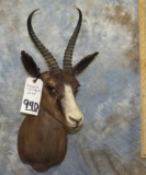CHOCOLATE SPRINGBOK SH MT TAXIDERMY
