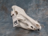 LARGE WILD BOAR SKULL