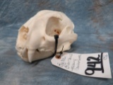 LARGE MTN LION SKULL MISSING CANINE TOOTH