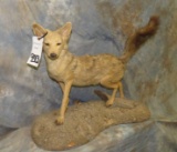 BLACKBUCK JACKEL TAXIDERMY