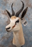 SPRINGBOK SH MT TAXIDERMY