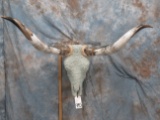 AQUA CRYSTAL LONGHORN SKULL TAXIDERMY