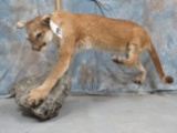 LIFESIZE MTN LION (ROUGH) TAXIDERMY