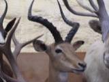 IMPALA SH MT TAXIDERMY