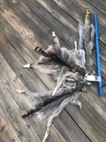3 RACCOON HIDES COMPLETE (3X$) TAXIDERMY