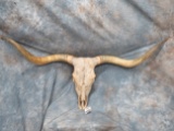 LARGE LONGHORN COW SKULL  TAXIDERMY