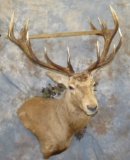 RED STAG WALL PED  TAXIDERMY