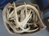 37 GRADE A SMALL/MEDIUM WHITETAIL ANTLERS APPROX 35LBS TAXIDERMY