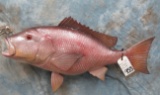 REPRO RED SNAPPER