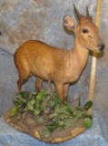 PETERS DUIKER TAXIDERMY