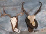 2 PRONGHORN FULL SKULL WALL MTS (2X$) TAXIDERMY