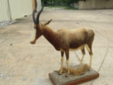 FULL BODY BONTEBUCK (TX RES) TAXIDERMY