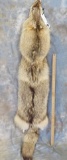WOLF HIDE  TAXIDERMY