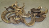 21 SINGLE SHEEP HORNS TAXIDERMY