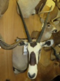Gemsbok Sh Mt