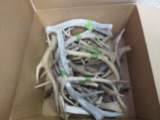 BOX OF 30LBS OF ANTLERS  TAXIDERMY