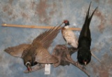 3 PHEASANTS ON LIMB TAXIDERMY